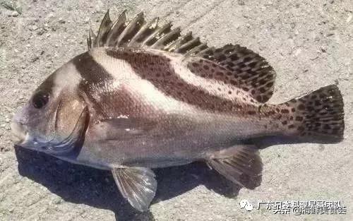 这5种淡水鱼值得多吃,中国最好吃的鱼类排行榜