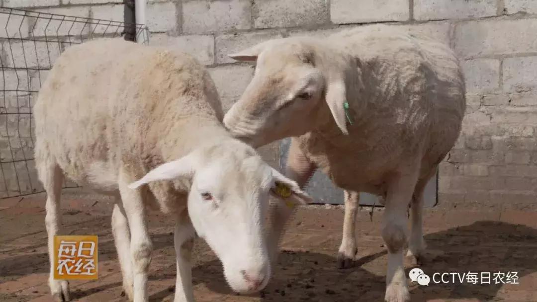 吃得了杜仲，卖的出价钱的羊