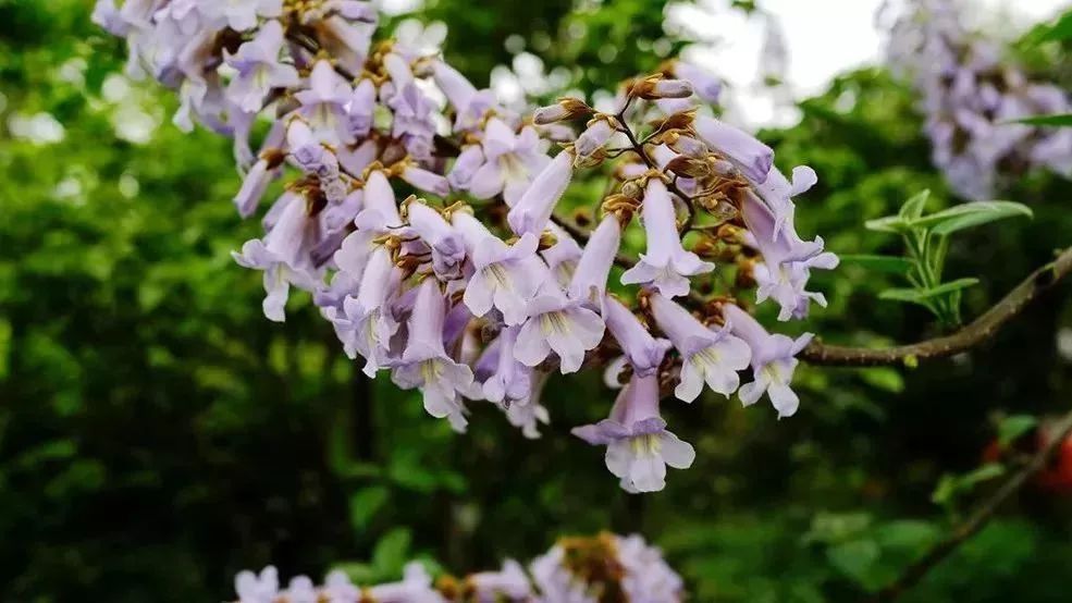看到花的时候，不知是什么花？那就收下这份百花图谱