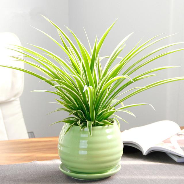 冻蔫的吊兰怎么补救,吊兰枯萎变黄需要剪掉吗