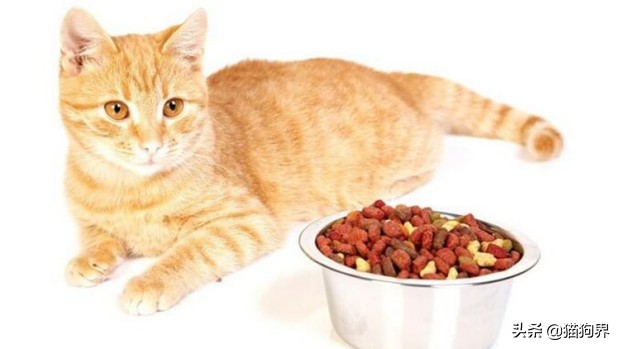 新手养猫攻略养猫需要关注什么,新手养猫攻略养猫必备清单超全