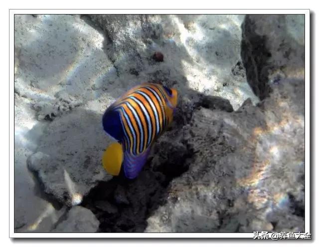 海水鱼饲养水质参数,海水鱼的饲养知识