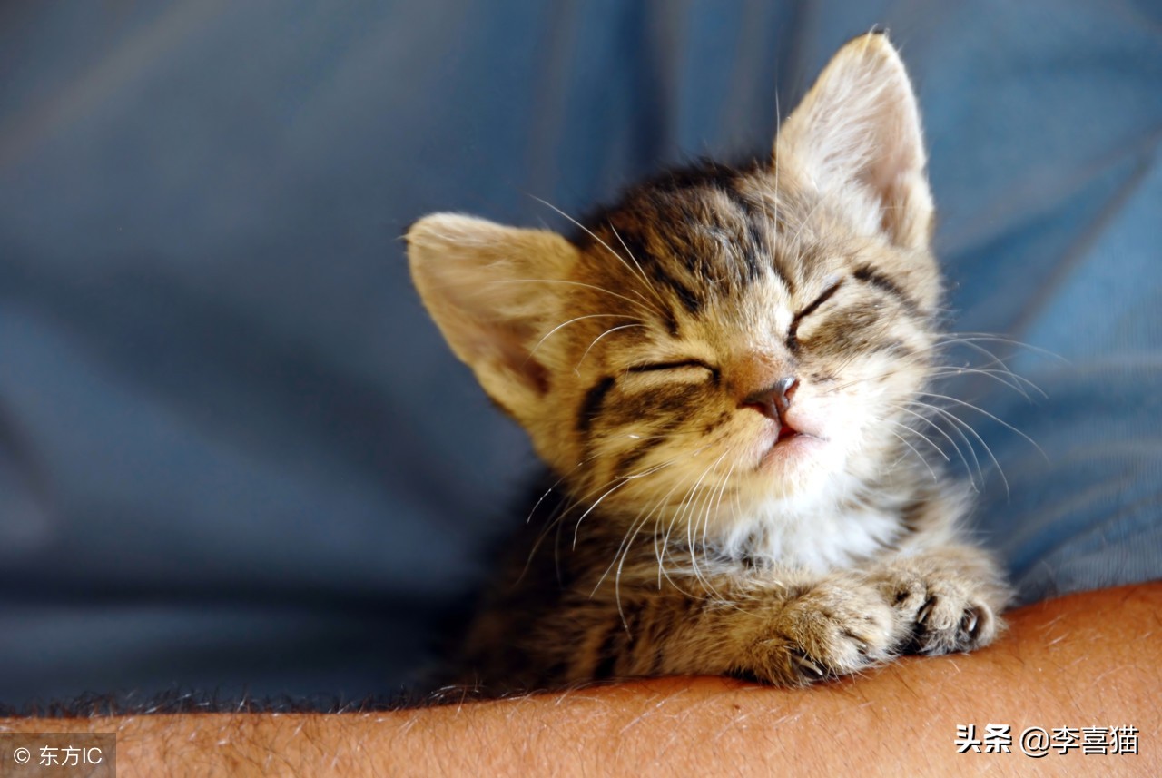 猫癣不治疗特别吓人,怎么判断猫癣可以治愈