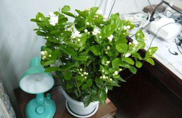 刚买茉莉花怎么养护好,6月份买的茉莉花如何养护长新芽