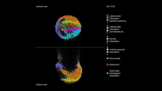 鹦鹉胚胎发育图,早期胚胎的发育全过程视频
