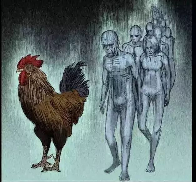 民间故事引魂鸡下集,引魂鸡真实故事