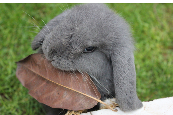 长毛垂耳兔怎么打理,垂耳兔只养一只好不好养