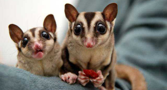 追星女孩的蜜袋鼯领养体验之5点