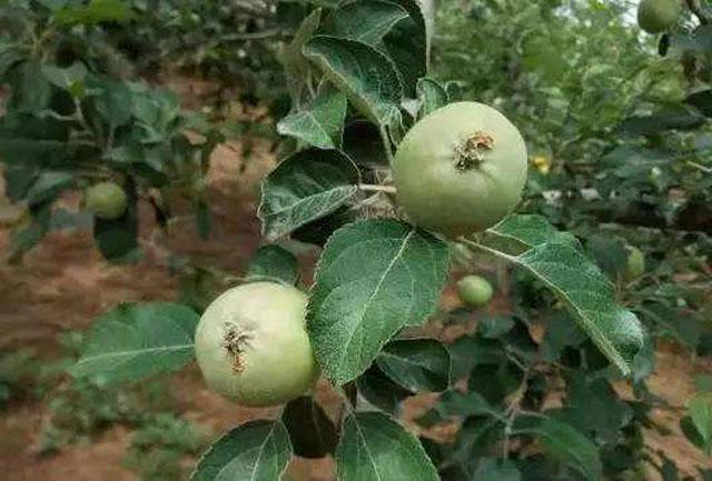 苹果小卷蛾用什么杀虫剂,苹果树卷叶病用什么药