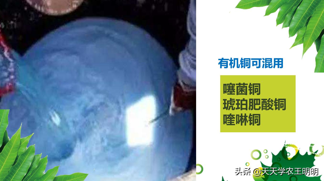 芒果炭疽用什么药,芒果炭疽