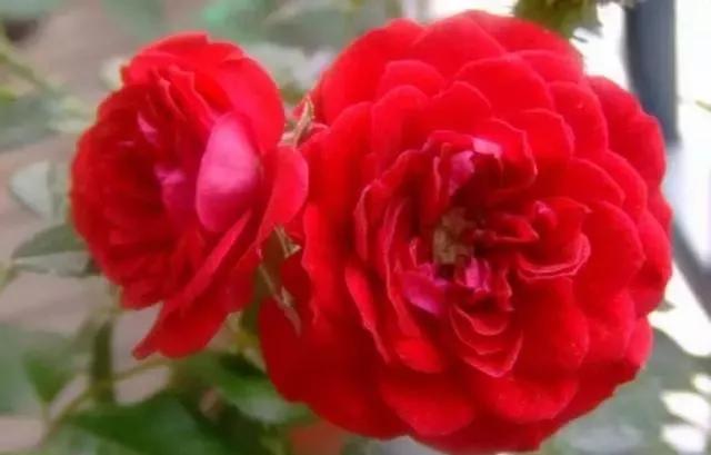 每天学习一点点花卉,100种常见玫瑰品种