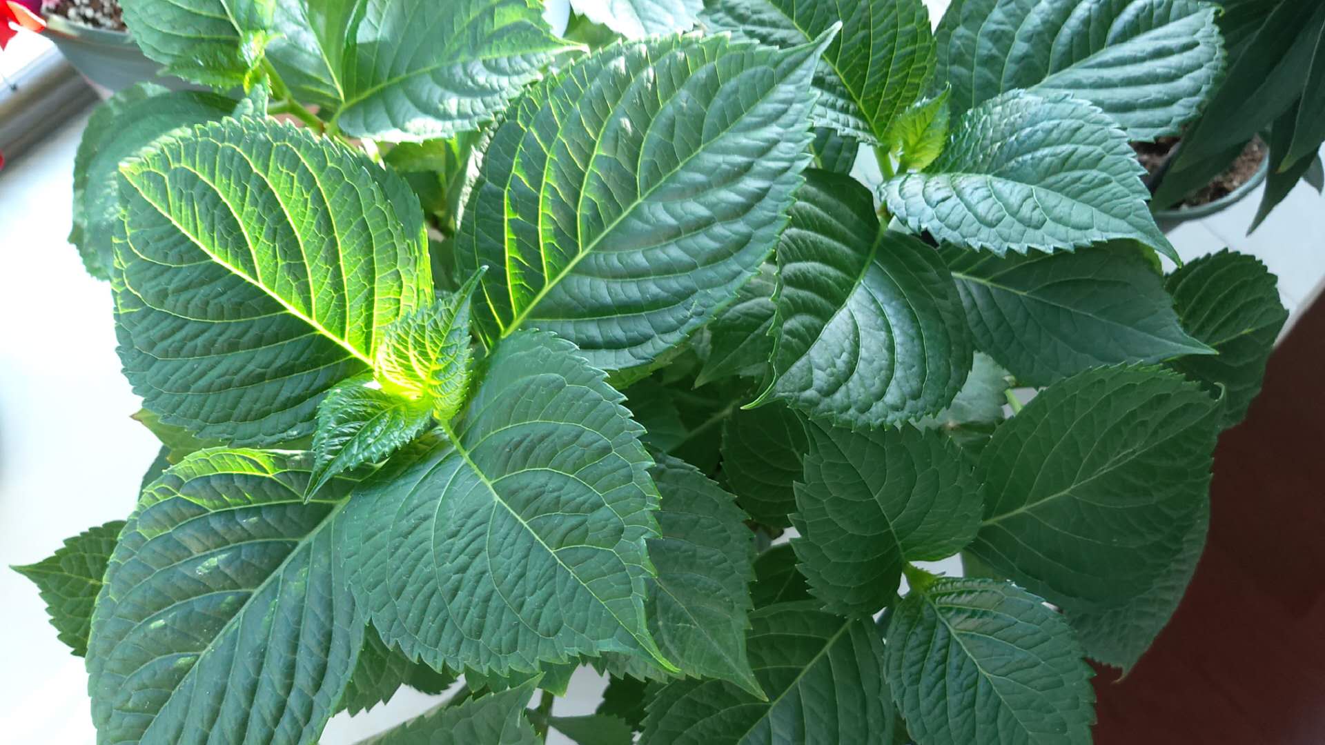 养花为什么要在叶子上喷水,养花叶子黄了是什么原因