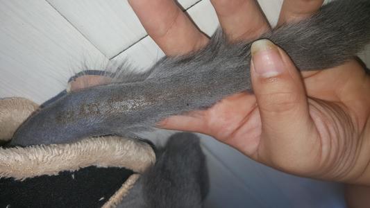 猫癣怎么才能治好,猫癣如何治疗才彻底治愈