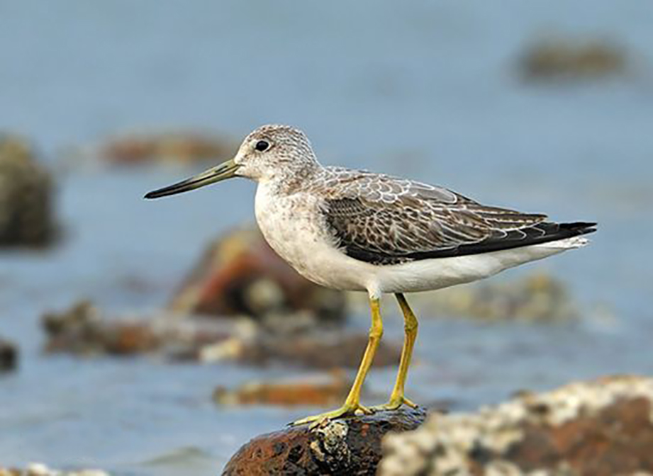 东江揽胜,惠州淡水常见鸟类图谱