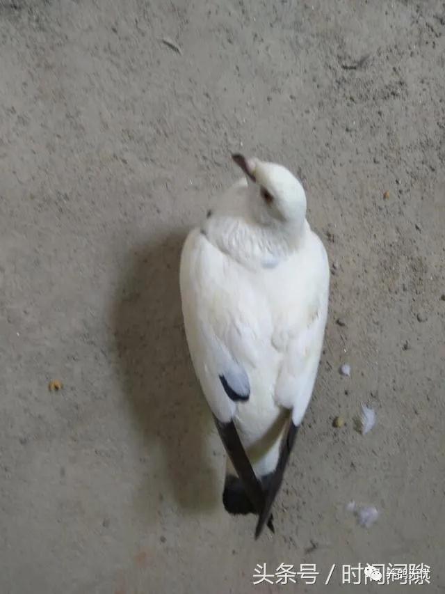 鸽子水便和绿便是怎么回事,鸽子消化停顿拉绿便怎么治