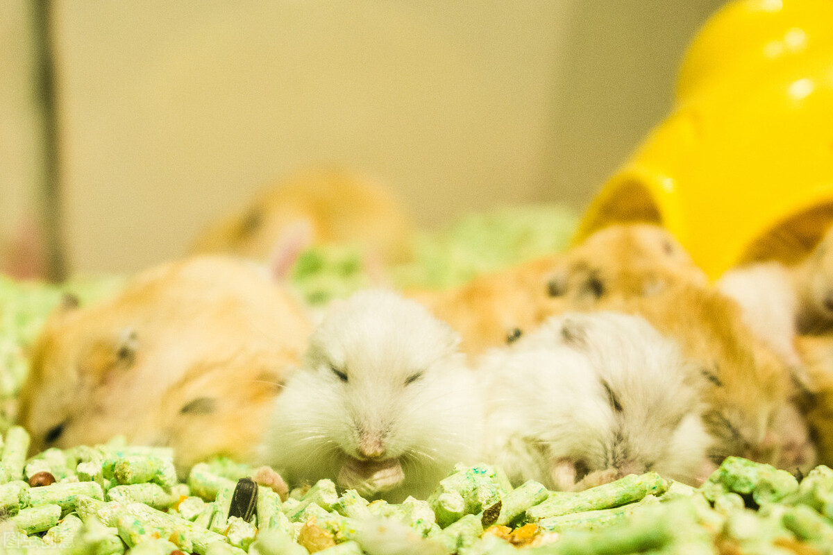 金丝熊一直咬笼子为什么,金丝熊为什么一直在咬笼子