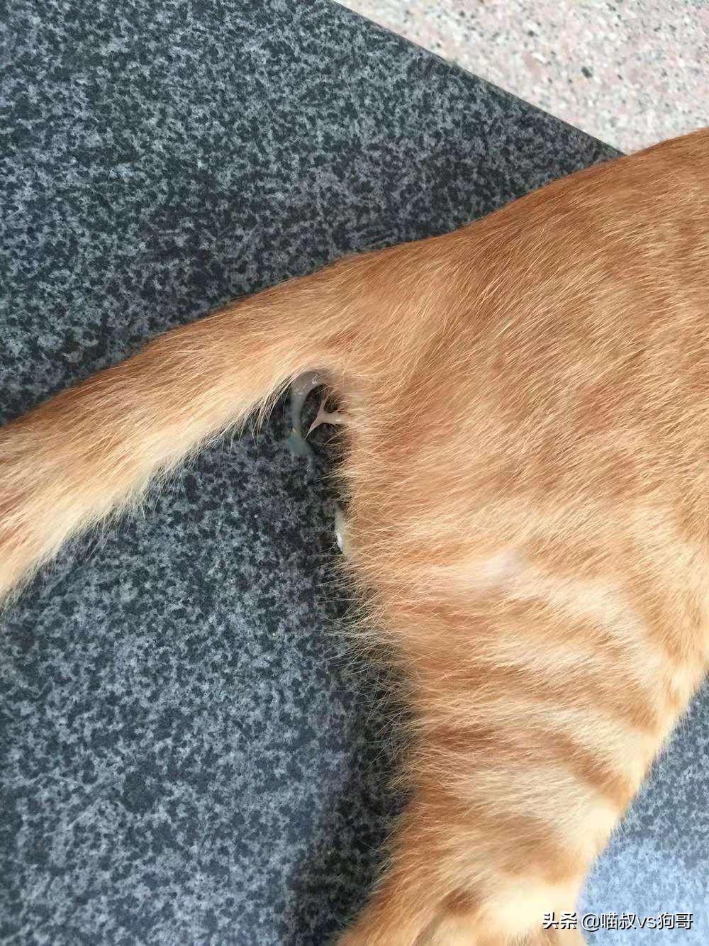 绝育时如何准确找到猫咪子宫,猫咪绝育后怎么防止乱尿