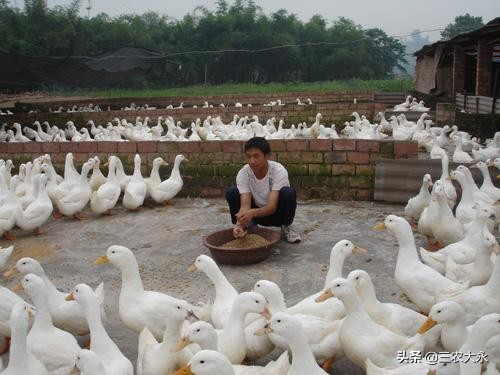 天气热养鸭预防什么疾病,养肉食鸭热应激怎么预防