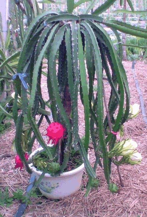 火龙果仙人球盆栽烂根怎么处理,火龙果烂根最佳解决方法