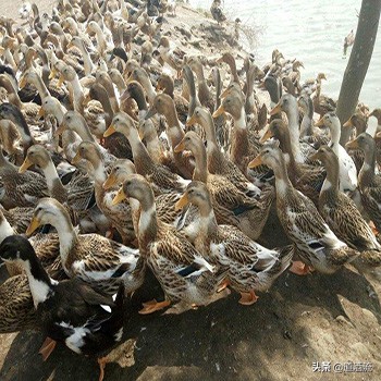 番鸭细小病毒病解剖图,雏鹅星状病毒防治