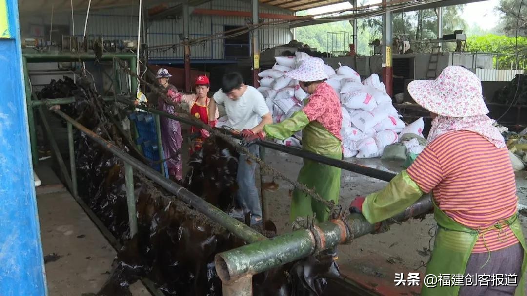 海带采收,海带收割最新视频