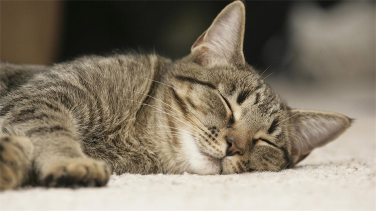 家里坚决不让养猫如何解决,邻居养猫扰民怎么解决