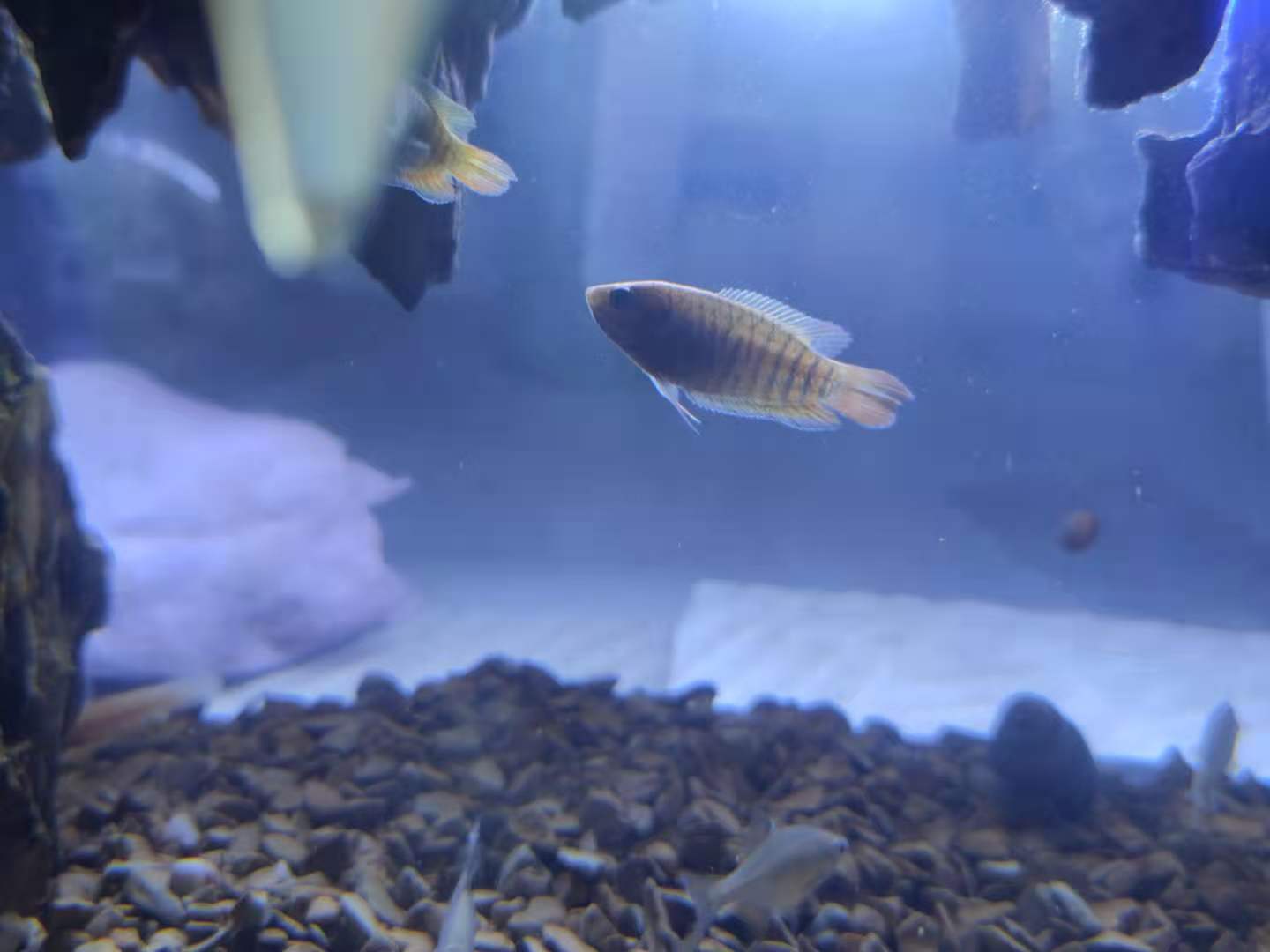 手巾鱼是不是菩萨鱼,菩萨鱼与花手巾鱼的区别