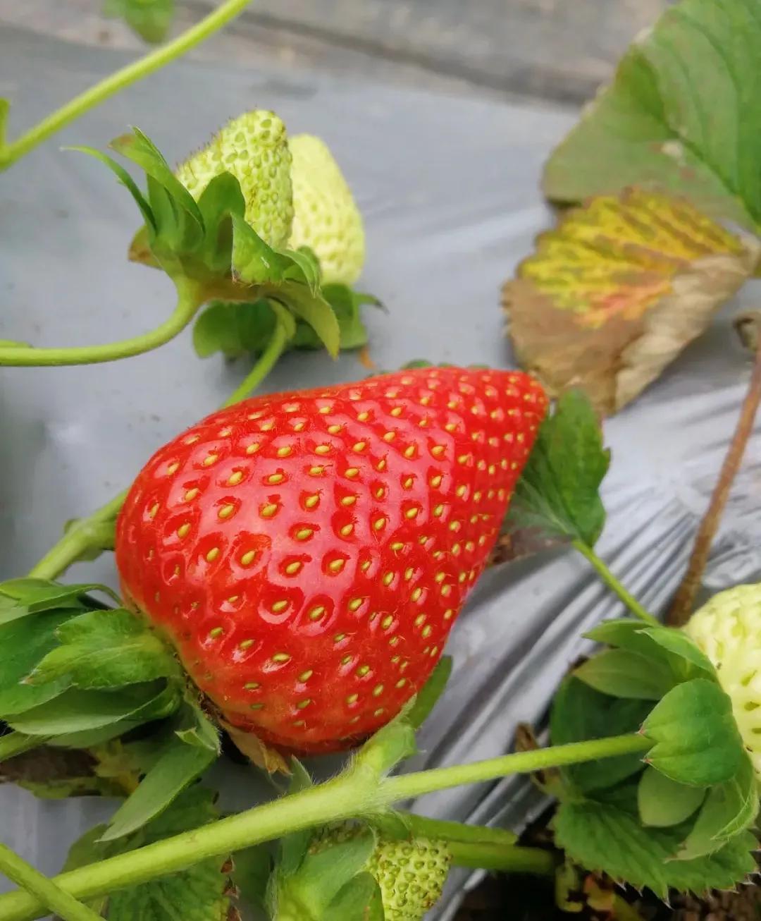 重庆大学城摘草莓的地方,重庆璧山摘草莓的地方推荐