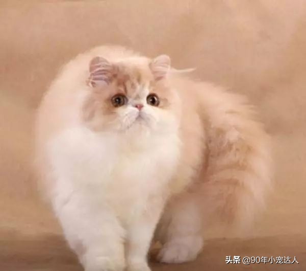 狮子脸波斯猫,山东狮子猫是不是智商不太行