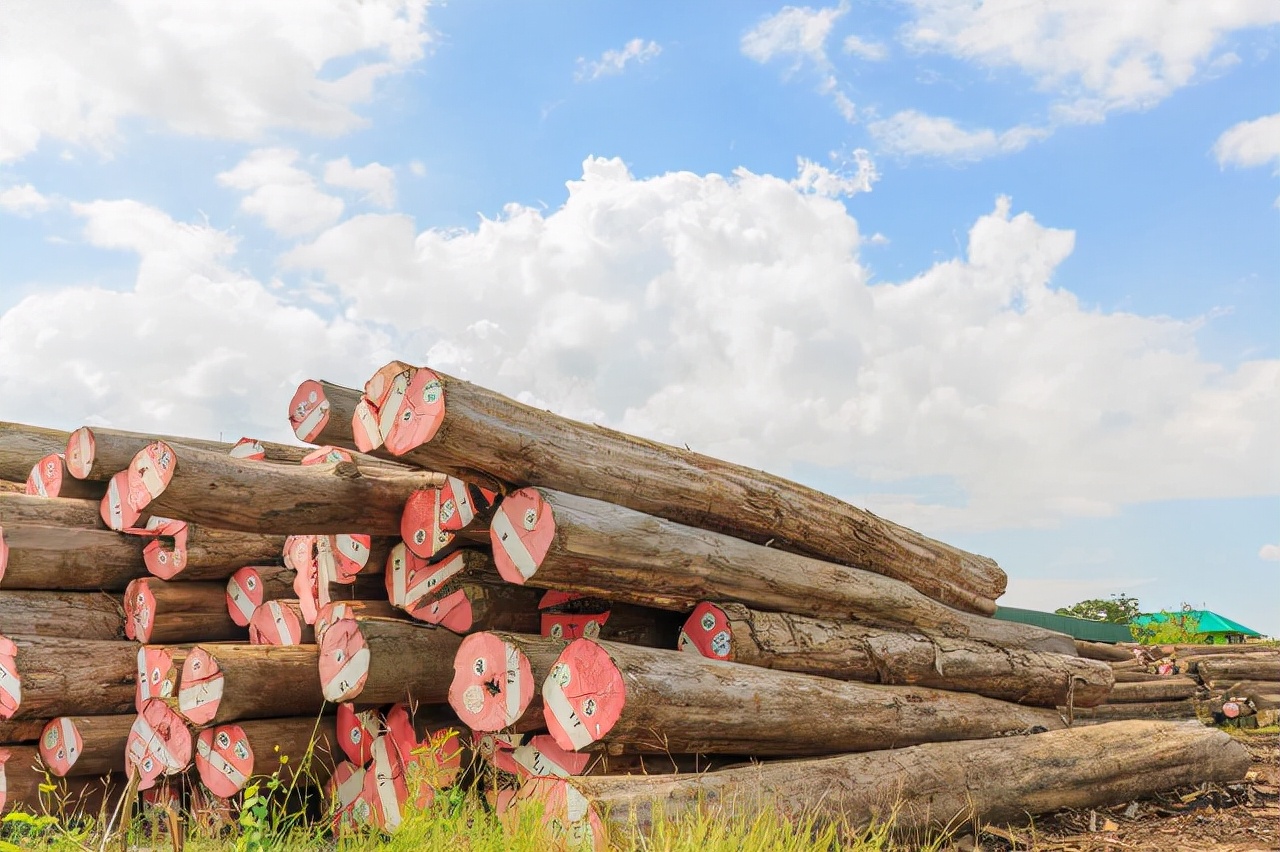揭秘大自然柚木野生原木地板的王者之道