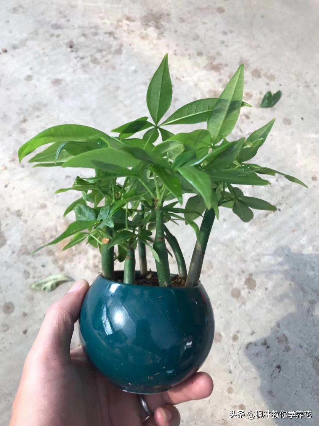 发财树怎样管理长得快,发财树的管理方法和关注事项