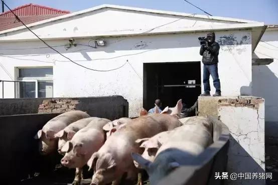 养猪想赚钱关注这3点,养猪要想有钱赚方法很简单