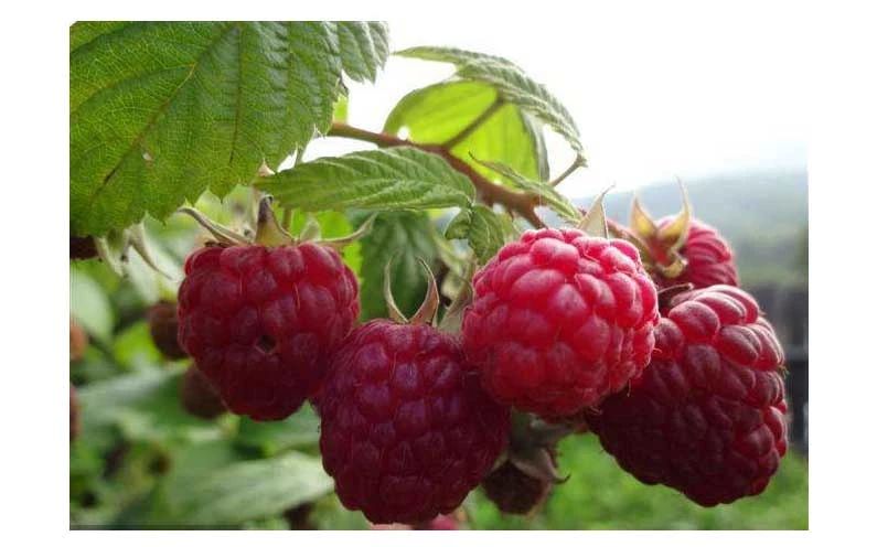 种植摇钱树前景,种摇钱树致富经历