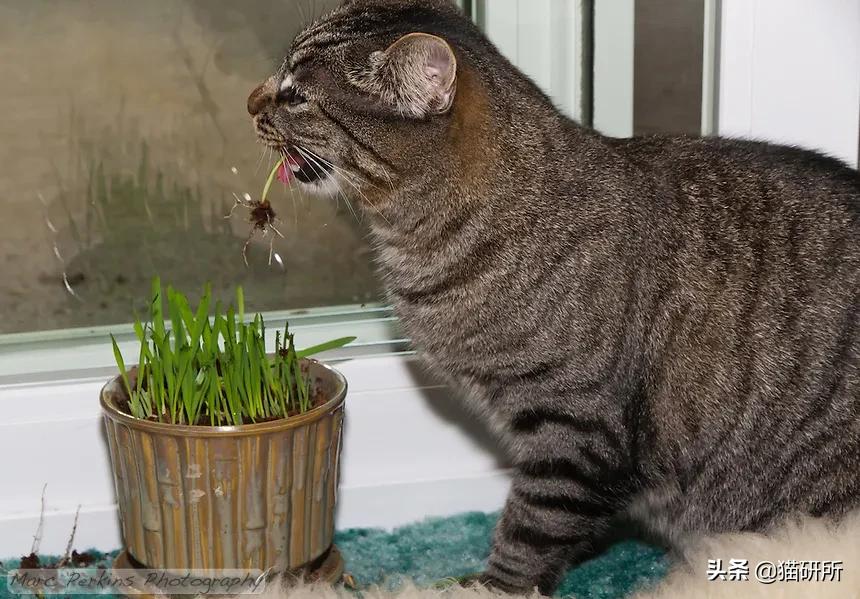 猫咪不吃肉肉怎么办,猫咪不吃鱼吃草怎么办