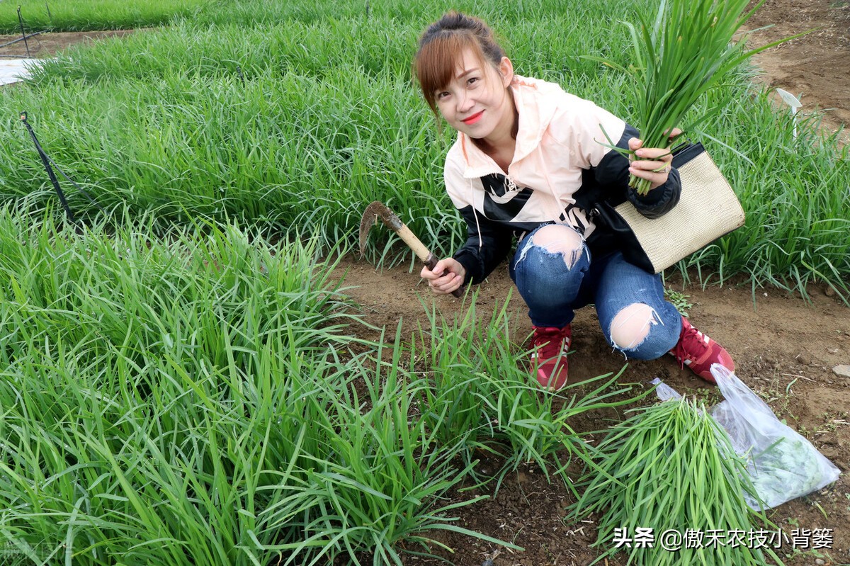 韭菜种植一两年要换土,韭菜种植盆栽多久采收