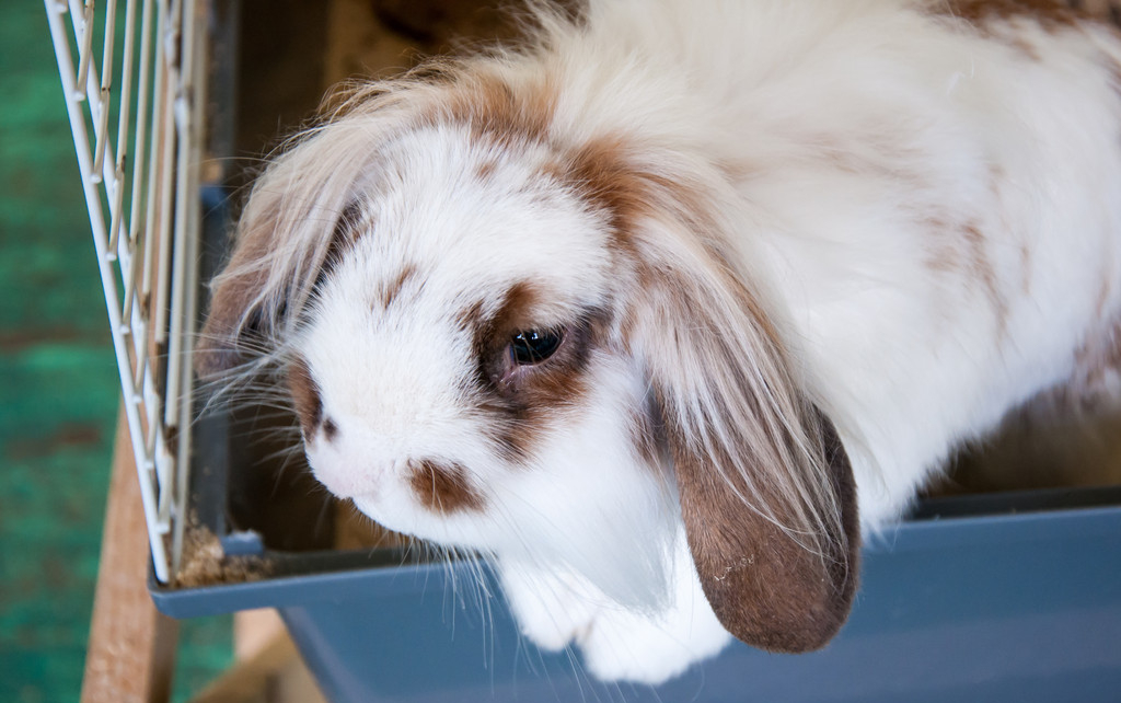 长毛兔养兔技术,长毛兔种兔养殖技术图解