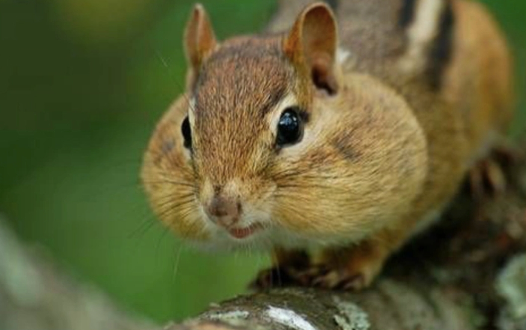 为什么瘦身上不瘦脸,健身怎样能瘦身不瘦脸