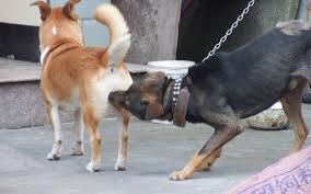 狗狗先天性隐睾手术后有后遗症吗,隐睾是什么毛病狗狗