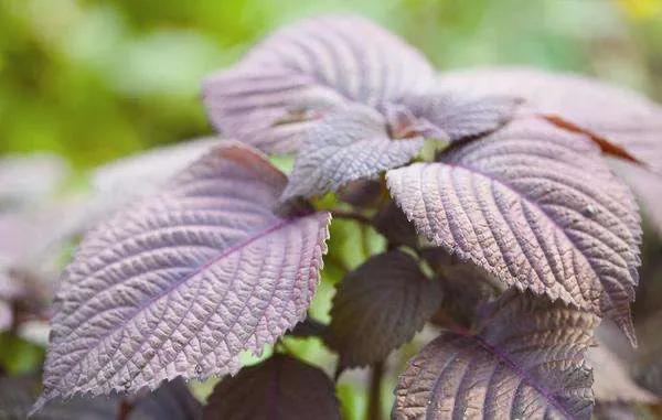 香苏散的药方,加味香苏散配方与剂量