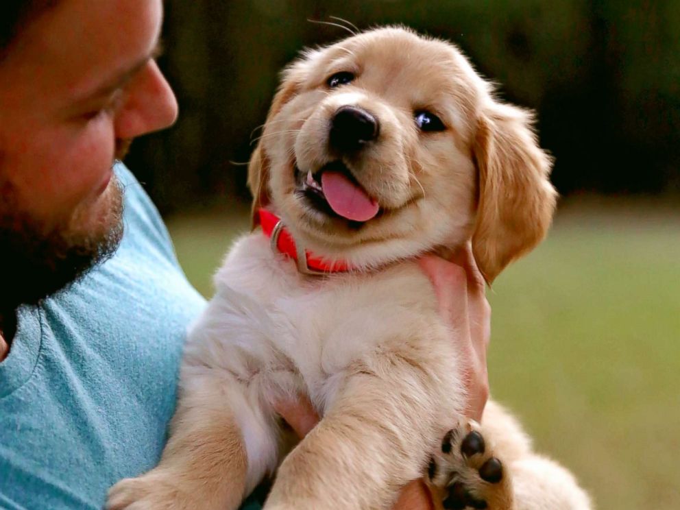 幼犬狗呕吐自愈的最佳方法,幼犬狗狗呕吐怎么办快速解决