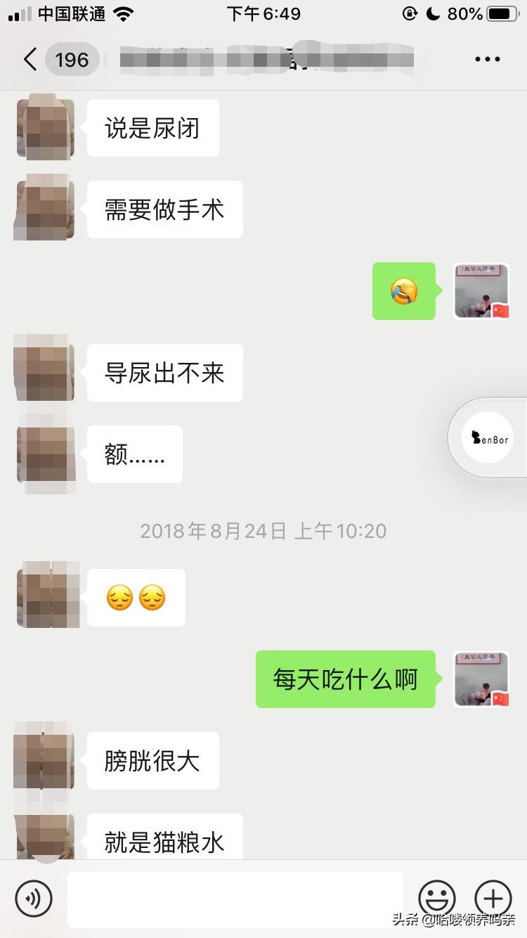 猫咪闭尿十有八九，如此常见的疾病，竟然和宠物情绪有关？