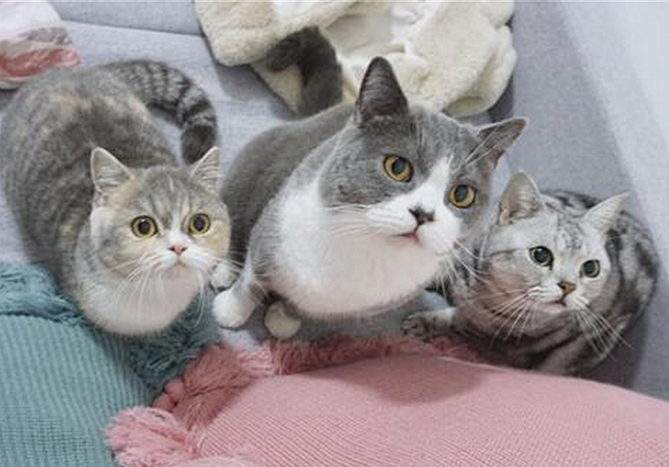 发情前绝育还是发情后绝育好,发情中做绝育会立即停止发情吗