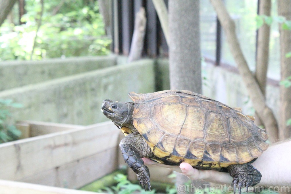 匠志萌宠乐园教学,匠志萌宠