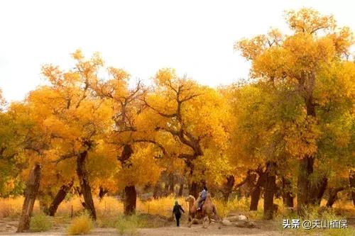 新疆的南疆图木舒克属于阿克苏吗,新疆图木舒克城市风景