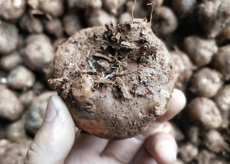 魔芋真的减肥期间可以吃吗,魔芋减肥可以吃吗