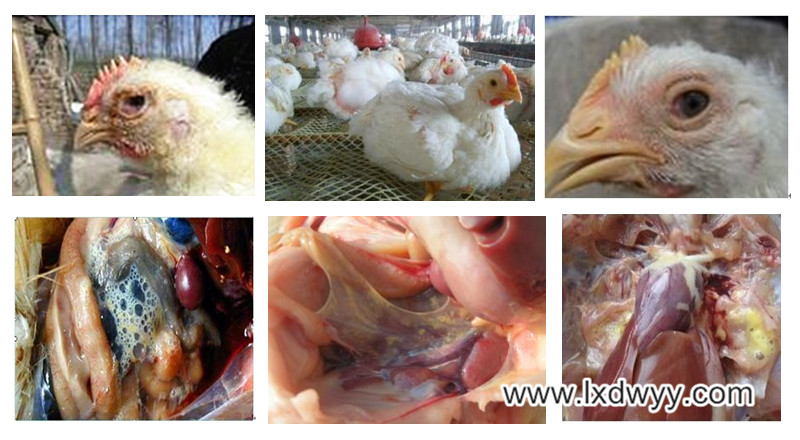 鸡呼吸道气囊炎症状,鸡气囊炎的症状及特效药