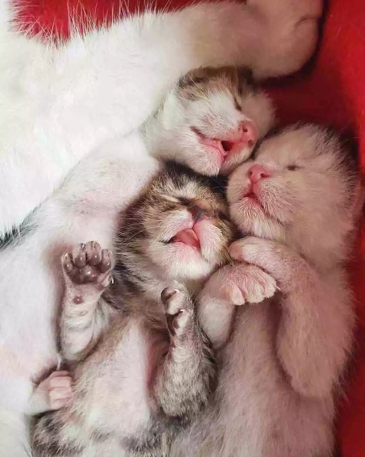 体型小的猫怀孕期间要关注什么,猫长胖只长肚子怎么办