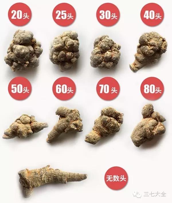 三七选哪种头数好,三七头数是什么意思