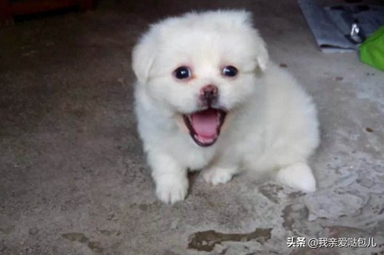 狗狗呕吐怎么治疗用什么药,狗狗呕吐怎么治喝水都吐