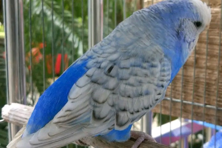 虎皮鹦鹉一共几种颜色,虎皮鹦鹉哪个品种最聪明